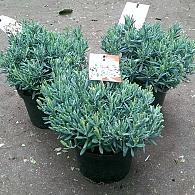 Andromeda polifolia 'Blue Ice'