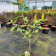 Argyrocytisus battandieri