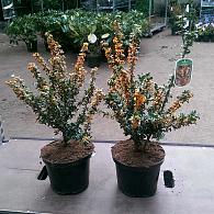 Berberis lol. 'Apricot Queen'