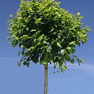 Betula p. Magical Globe