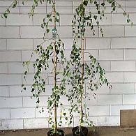 Betula p. 'Youngii'