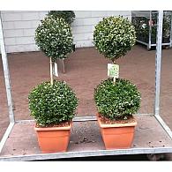 Buxus sempervirens