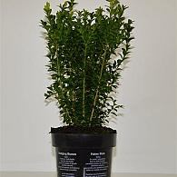 Buxus sempervirens  -Bushes-