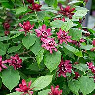 Calycanthus r. 'Hartlage Wine'