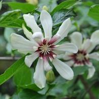 Calycanthus 'Venus'