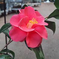 Camellia japonica