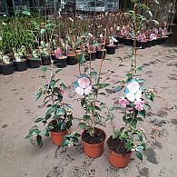 Camellia 'Spring Festival'