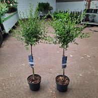 Ceanothus impressus 'Victoria'