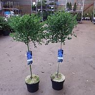 Ceanothus impressus 'Victoria'