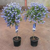 Ceanothus thyrsiflorus repens