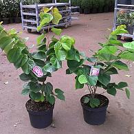 Cercis chinensis 'Avondale'
