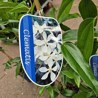 Clematis armandii
