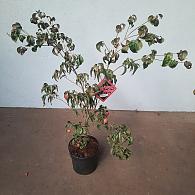 Cornus k. 'Beni-fuji'