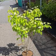 Cornus k. 'China Girl'