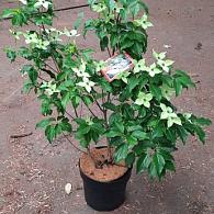 Cornus k. 'Milky Way'