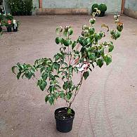 Cornus k. 'Satomi'