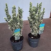 Euonymus jap. 'White Spire' 