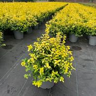 Euonymus jap. Goldmine