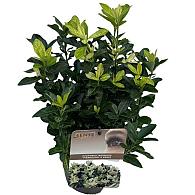 Euonymus jap. Pierrolino