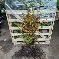 Fagus sylvatica