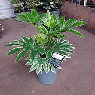 Fatsia jap. 'Spider's Web'