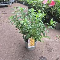 Forsythia int. Mikador