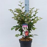 Fothergilla major