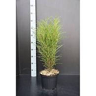 Frangula alnus Fine Line
