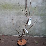 Halesia carolina