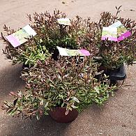 Hebe 'Bronze Baby' 