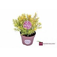 Hebe 'Goldrush'