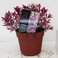 Hebe 'Heartbreaker'