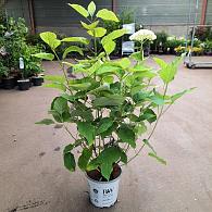 Hydrangea a. Strong Annabelle