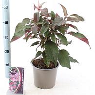 Hydrangea aspera 'Hot Chocolate'