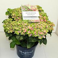 Hydrangea macr. Magical Four Seasons Mix 