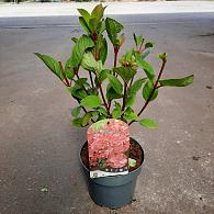 Hydrangea pan. Early Sensation