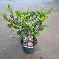 Hydrangea pan. Sundae Fraise