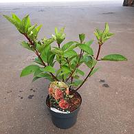 Hydrangea pan. 'Wim's Red'