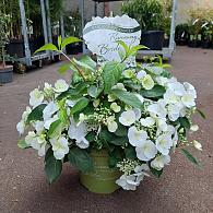 Hydrangea Runaway Bride