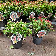 Hypericum inod. Magical Mix