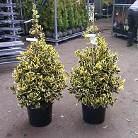 Ilex altacl. 'Golden King'