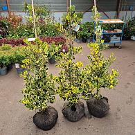Ilex altacl. 'Golden King'