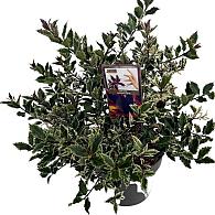 Ilex aq. 'Ingramii'