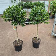 Ilex aq. 'J.C. van Tol'