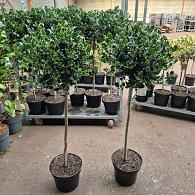 Ilex aq. 'J.C. van Tol'