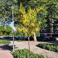 Laburnum wat. 'Vossii'