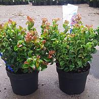 Leucothoe axillaris 'Curly Red'