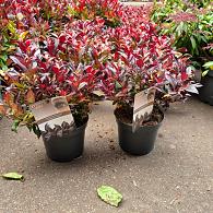 Leucothoe Scarletta