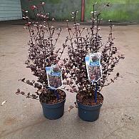 Lophomyrtus ralphii 'Black Pearl'
