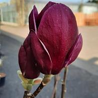 Magnolia 'Genie'